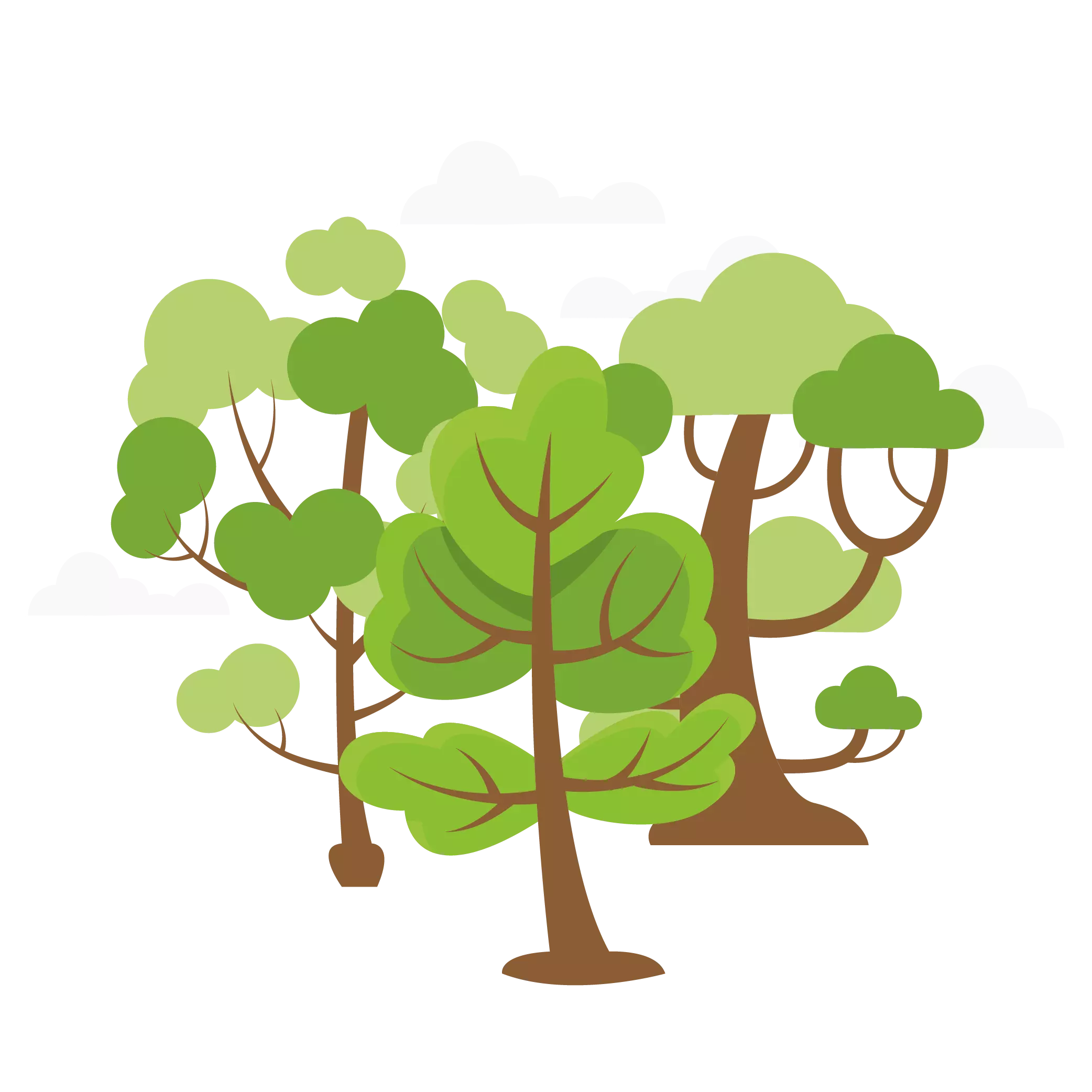 RAZONES PARA CUIDAR EL BOSQUE
